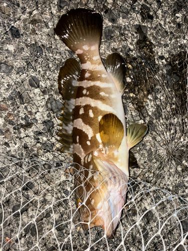 クエの釣果