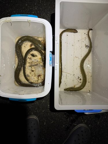 ウナギの釣果