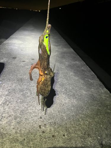 タコの釣果