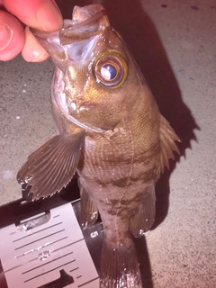 メバルの釣果