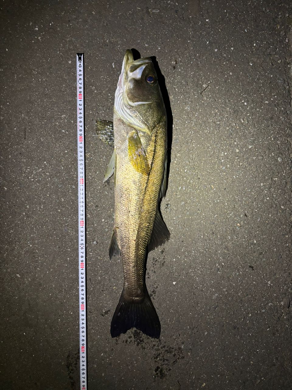 シーバスの釣果写真
