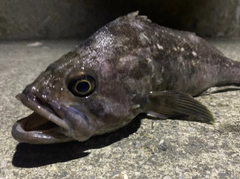 クロソイの釣果
