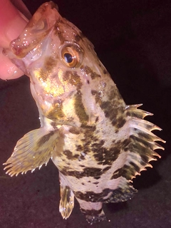 タケノコメバルの釣果