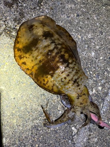 アオリイカの釣果