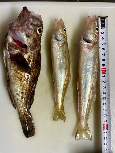 キスの釣果