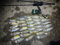 アジの釣果