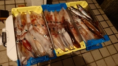 シロイカの釣果