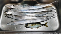 タチウオの釣果