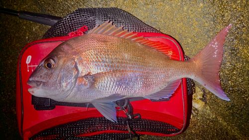 タイの釣果