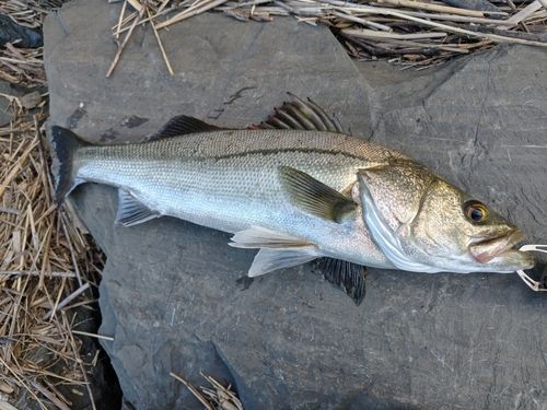 県北サーフで釣れたシーバスの釣り・釣果情報 - アングラーズ | 釣果