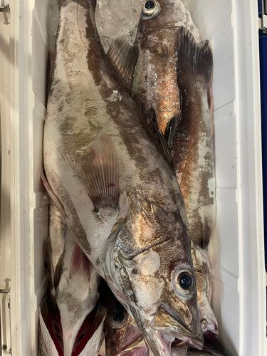 アラの釣果