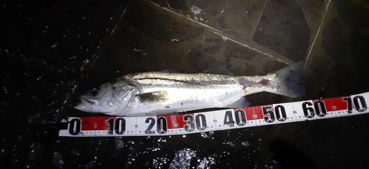 シーバスの釣果写真
