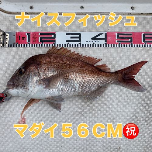 マダイの釣果
