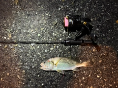 イシモチの釣果