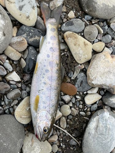 ヤマメの釣果