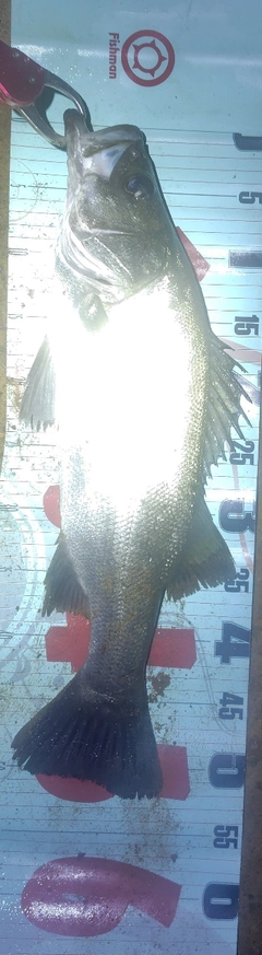 フッコ（ヒラスズキ）の釣果