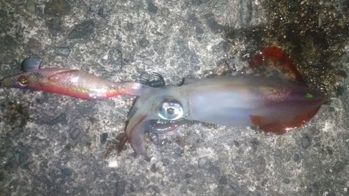 ケンサキイカの釣果