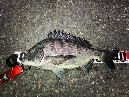 クロダイの釣果
