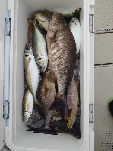 イサキの釣果