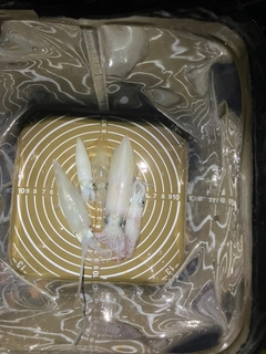 ヒイカの釣果