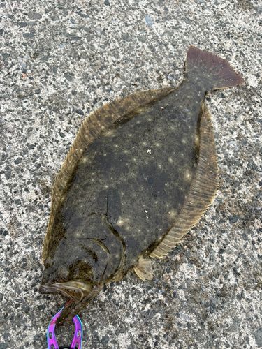 ヒラメの釣果