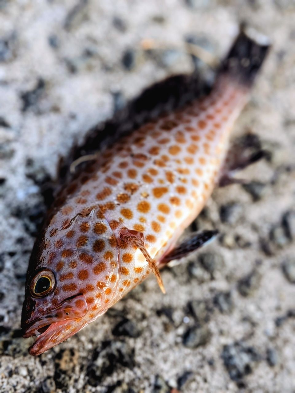 オオモンハタの釣果写真