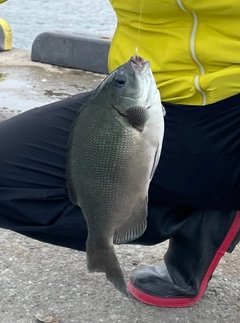 メジナの釣果