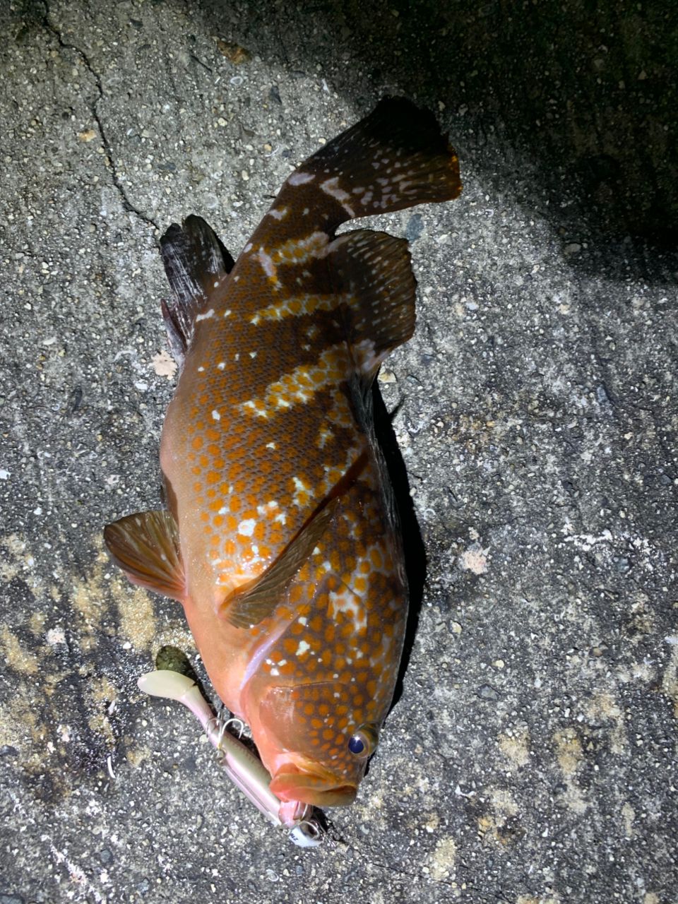 キジハタの釣果写真