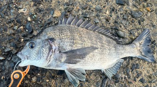 クロダイの釣果