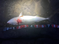 ブリの釣果