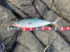 ブリの釣果