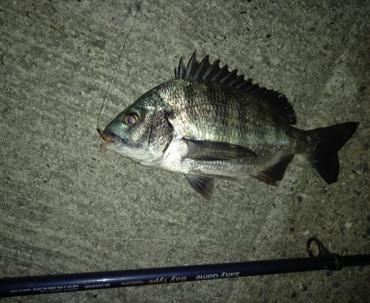 チヌの釣果写真