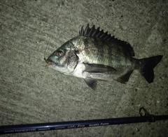チヌの釣果