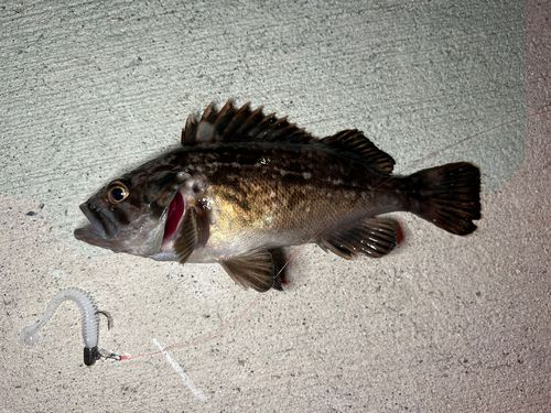 クロソイの釣果