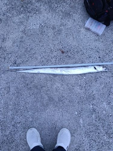 タチウオの釣果