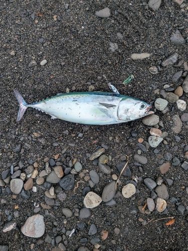 ソウダガツオの釣果