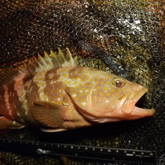 キジハタの釣果
