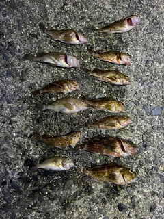 カサゴの釣果
