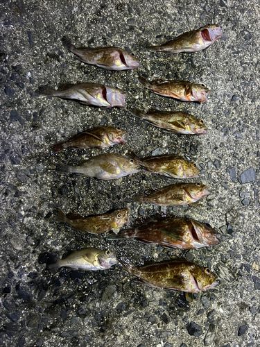 カサゴの釣果