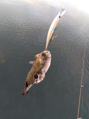 フグの釣果