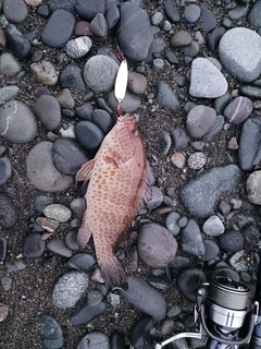 オオモンハタの釣果