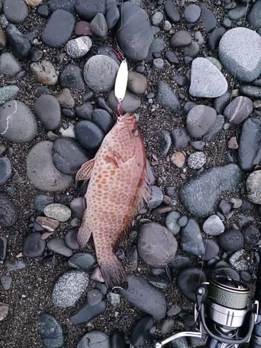 オオモンハタの釣果