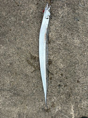 タチウオの釣果