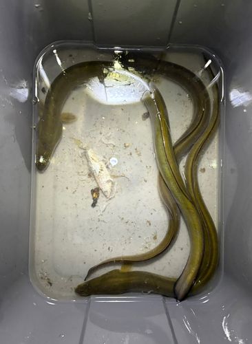 ウナギの釣果