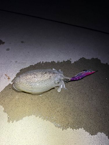 シリヤケイカの釣果