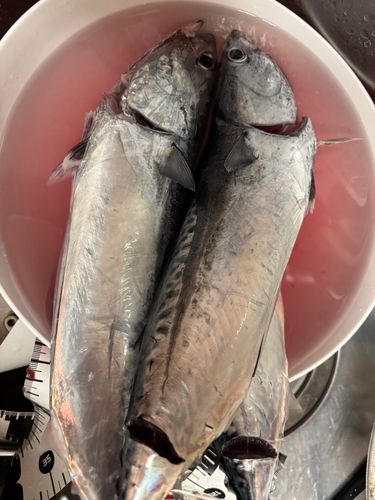ソウダガツオの釣果