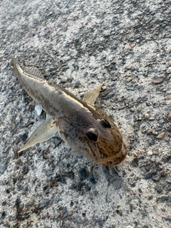 マハゼの釣果