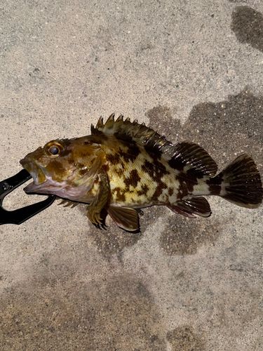メバルの釣果