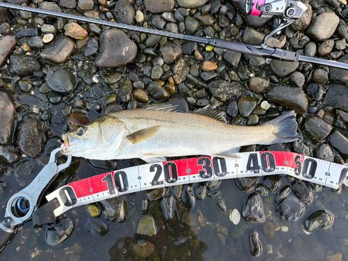 フッコ（マルスズキ）の釣果