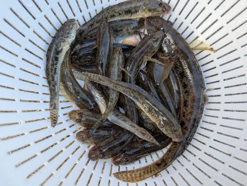 マハゼの釣果